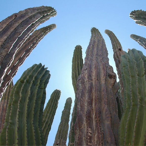 Explorar el Valle de los Cirios – BAJA CALIFORNIA, MARAVILLAS NATURALES